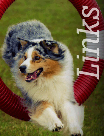 Australian Shepherd Ralley Jump Australian Shepherd Ralley Jump