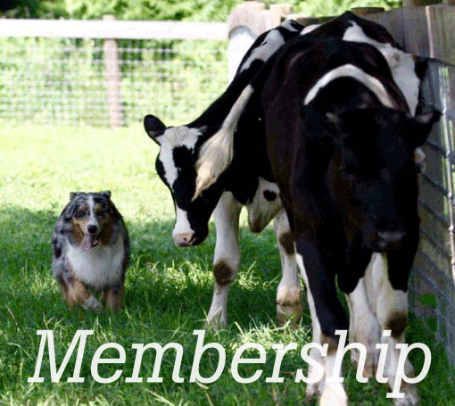 Australian Shepherd Herding Cows